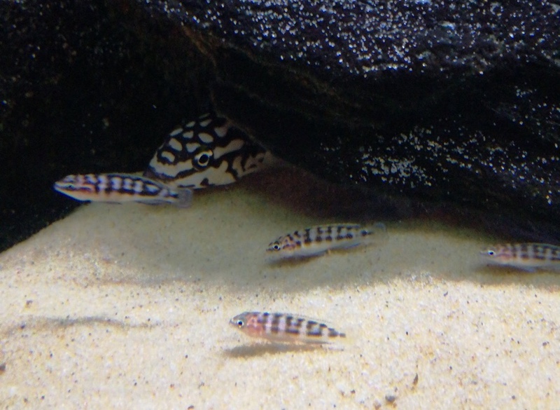 Julidochromis sp. 'katoto' Katoto